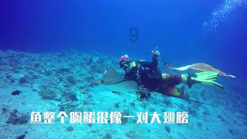 破碎的动物图形3