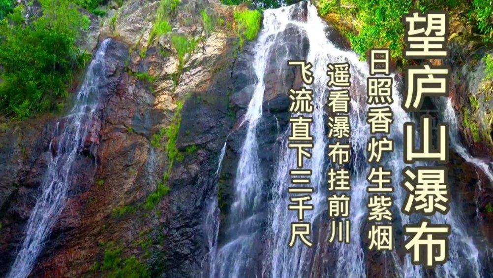 可爱小猫向上跳